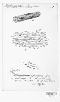 Tomentella ferruginea image